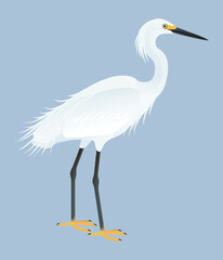 Fototapeta premium Isolated vector illustration of Snowy Egret (Egretta thula), a species in the Ardeidae family (including herons, egrets, and bitterns). Long-legged, long-necked, freshwater, coastal birds.