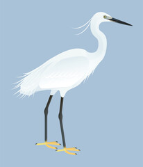 Fototapeta premium Isolated vector illustration of Little Egret (Egretta garzetta), a species in the Ardeidae family (including herons, egrets, and bitterns). Long-legged, long-necked, freshwater, coastal birds.
