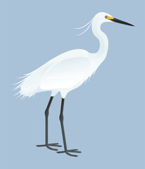 Fototapeta premium Isolated vector illustration of Australian Little Egret (Egretta garzetta nigripes or immaculata) from the Ardeidae family. Long-legged, long-necked, freshwater, coastal birds.
