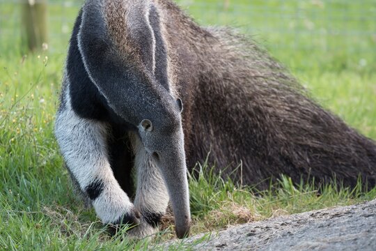 Giant anteater walking on green grass in the wild
