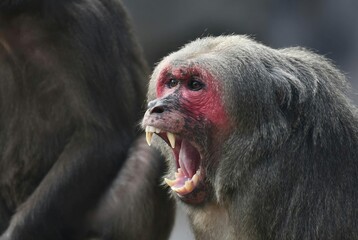 Red faced monkey showing large fangs in a wide yawn © CN Pixels