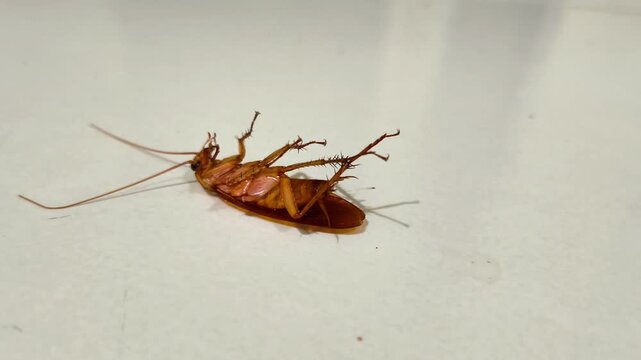 A dying cockroach on its back with slow, weak leg movements on a clean surface