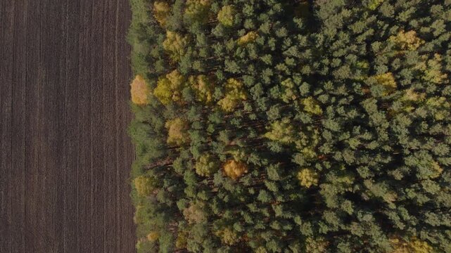 Top down aerial footage showing the sharp boundary between a lush green coniferous woodland and dark plowed arable soil captured on a sunny autumn day from high altitude