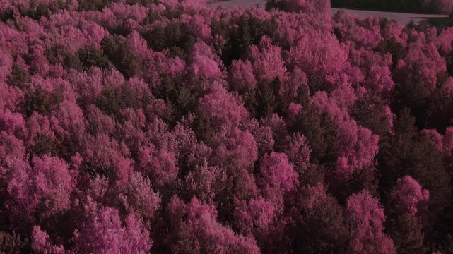 Drone footage captures an expansive wild forest canopy rendered in vivid magenta and purple infrared tones, creating an eerie alien landscape texture across dense treetops