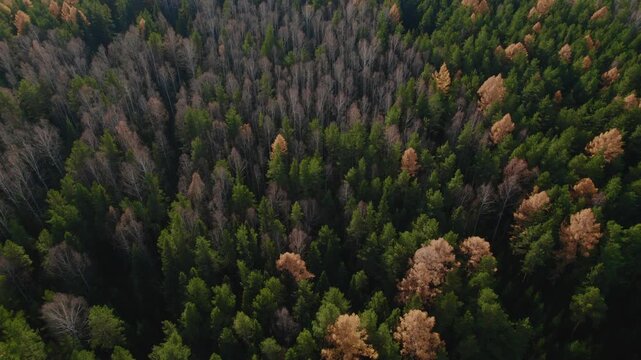 High angle drone footage captures a scenic mixed boreal forest canopy in late autumn showing dense green pine needles alongside golden foliage and bare branches under natural lighting