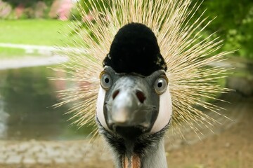 Fototapeta premium Close up portrait of a grey crowned crane looking at the camera