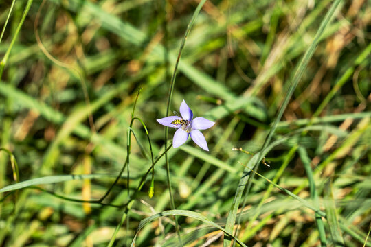 Bluebell (wahlenbergia luteola) flower with hoverfly (possibly eupeodes species unknown)