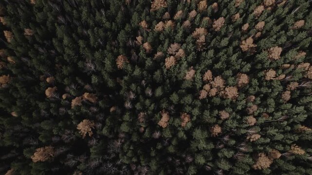 High angle aerial view over a wild autumn forest featuring colorful green and orange pine treetops creating natural texture across the serene woodland landscape in seasonal daylight