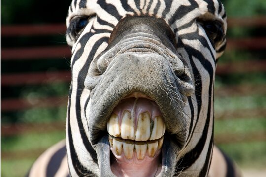 Funny close up of a zebra showing its teeth and smiling
