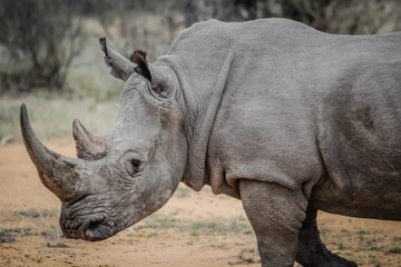 Side profile of a large grey rhinoceros walking in the dirt © CN Pixels