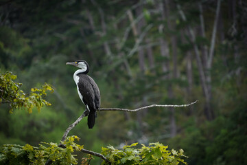 Fototapeta premium A shag sits on an isolated tree branch