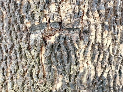 bark of a tree