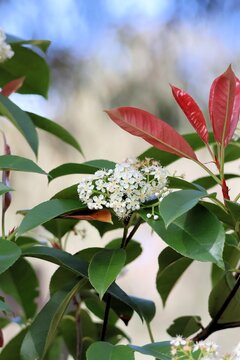 Red tip Photinia in flower, South Australia