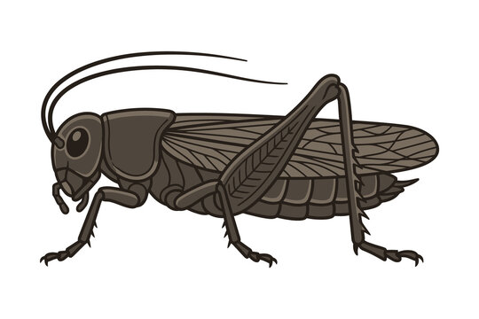 Grasshopper Side Profile Vector Illustration