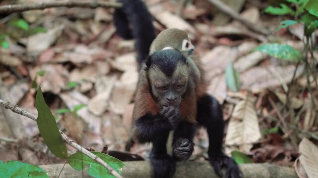 Capuchin monkey carrying a baby squirrel monkey in jungle

