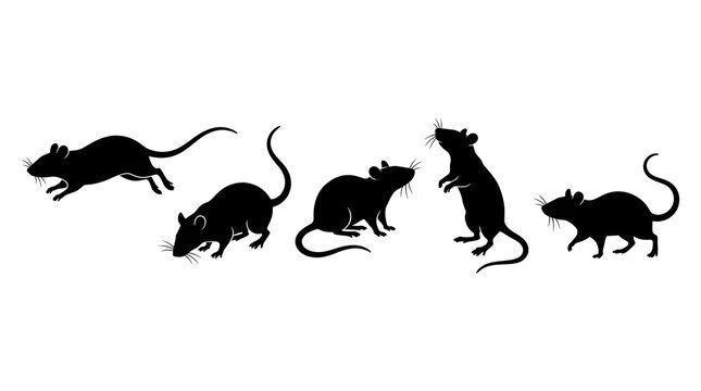 Black silhouettes of various rats in different natural poses showing running sitting standing and walking behaviors isolated against clean white background vector illustration