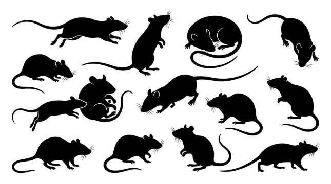 Set of black rat silhouettes showcasing diverse poses including running standing and sleeping rendered in clean vector graphic style for creative design projects