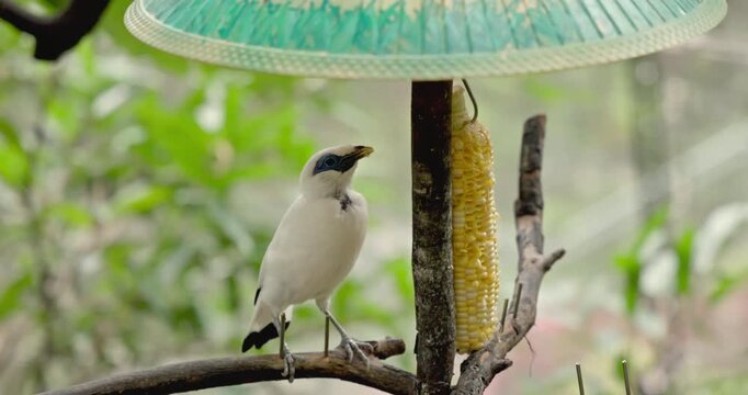 Bali Myna perched on branch eating yellow corn from feeder under green umbrella. Leucopsar rothschildi in tropical garden sanctuary, wildlife conservation and endangered species behavior.