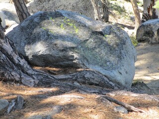 Exposed tree roots beside a lichen-covered boulder © Jeremy
