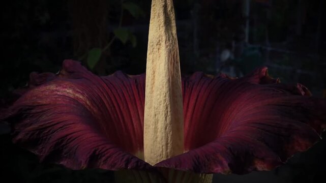 Giant corpse flower blooming in timelapse, maroon spathe unfurling around spadix, 4K