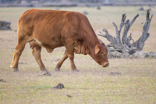 A Droughtmaster beef cow, a Hereford, Brahman crossbreed adapted to ticks and heat and still producing good yields, walks past dead tree roots in a paddock near Inglewood in Queensland, Australia.