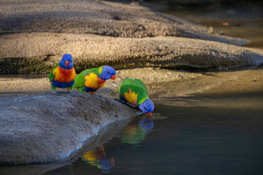 Three beautiful rainbow lorikeets with their impressive multi-colored feathers, drink at a rock pool in a dry river bed at the Mt Moffatt section of Carnarvon National Park in Queensland, Australia.