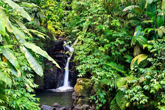 Scenic view of the Cascade Absalon waterfall surrounded by lush green tropical vegetation in the heart of the Martinique rainforest, France