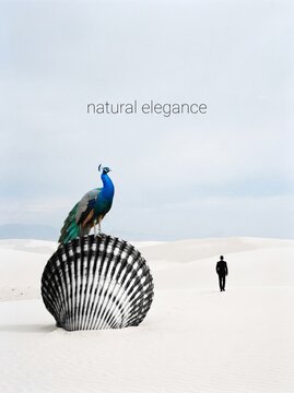 Surreal Desert Landscape with Giant Seashell and Peacock Surpassed by Walking Man, Natural Elegance Conceptual Art Composition