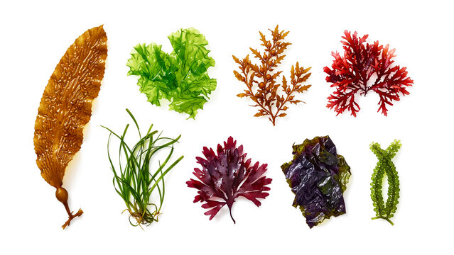 Various marine seaweeds layout featuring kelp leaf and red algae on plain white background.