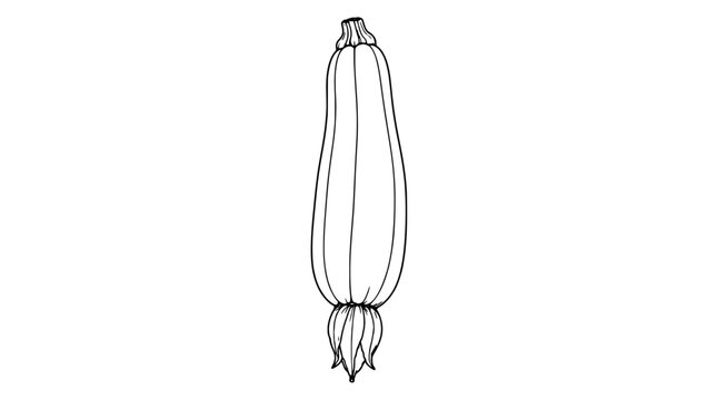Line art illustration of a zucchini squash with ridges, narrow stem top and blossom end with pointed petals, drawn with thin lines in vertical centered composition for harvest cookbook artwork