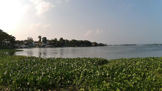 Dense Green Water Hyacinth Plants Floating on Freshwater Lake Shoreline