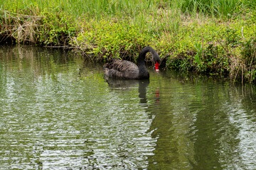 Black Swan on the Pond © aLLAN