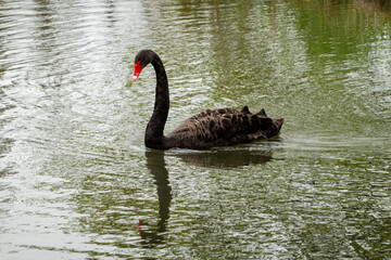 Black Swan on the Pond © aLLAN