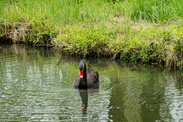 Black Swan on the Pond © aLLAN