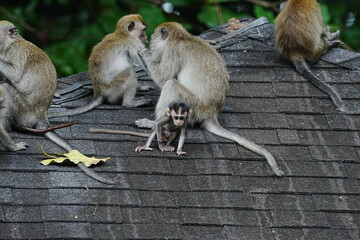 Family of Macaques on a Rooftop Cute Baby Monkey © Jimmy