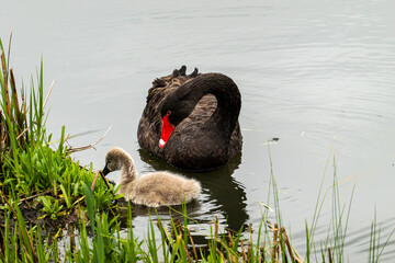 Black Swan on the Pond © aLLAN