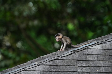 Baby Macaque Monkey on a Rooftop Wildlife Photography © Jimmy