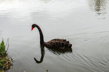 Black Swan on the Pond © aLLAN