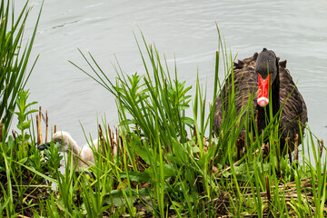 Black Swan on the Pond © aLLAN