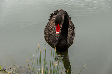 Black Swan on the Pond © aLLAN