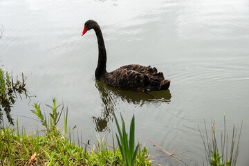 Black Swan on the Pond © aLLAN