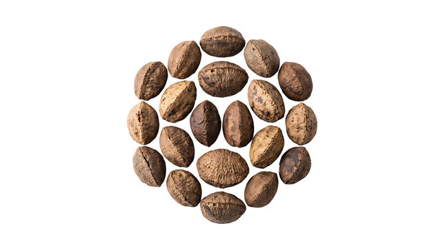 Raw pili nuts in shells arranged in a geometric pattern, organic brown seeds on white background, healthy superfood ingredient for keto diet