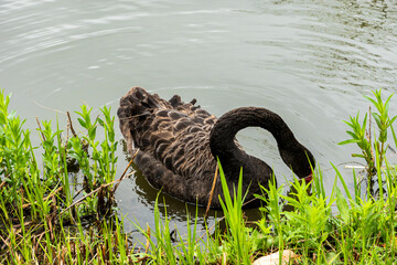 Black Swan on the Pond © aLLAN