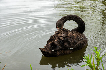 Black Swan on the Pond © aLLAN