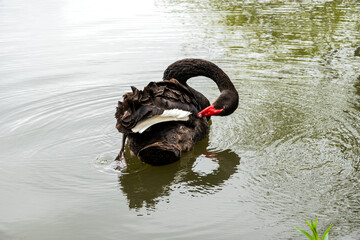Black Swan on the Pond © aLLAN