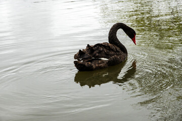 Black Swan on the Pond © aLLAN