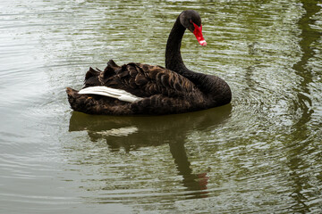 Black Swan on the Pond © aLLAN