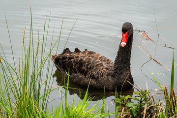 Black Swan on the Pond © aLLAN