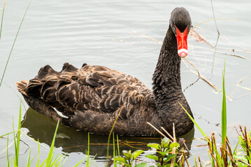 Black Swan on the Pond © aLLAN