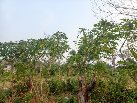 Green cassava tree field under a clear sky in rural area. Tropical agriculture farm cultivation with healthy plants and organic local plantation.